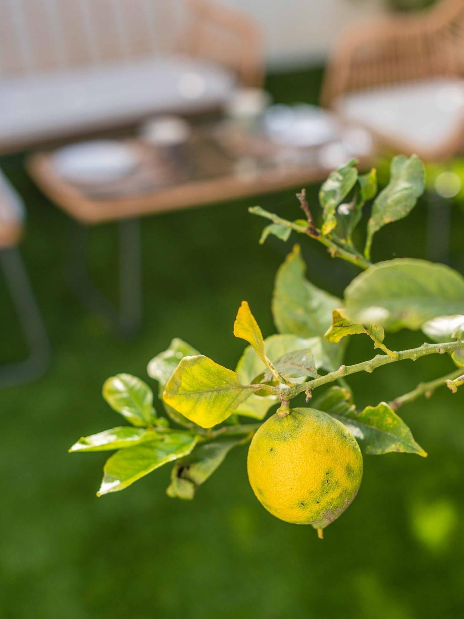 Lemon House - 400M From The Beach - Wifi Albufeira Buitenkant foto